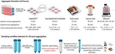 Analysis of the effects of bench-scale cell culture platforms and inoculum cell concentrations on PSC aggregate formation and culture